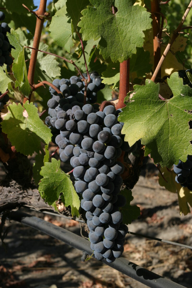 Wine Grapes Ready for Harvest — Scenic, United States, California, USA, Nappa
