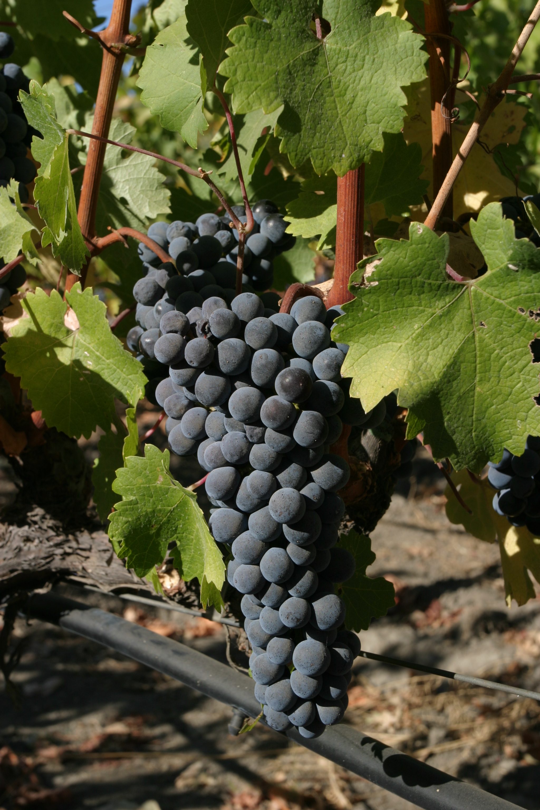 Wine Grapes Ready for Harvest