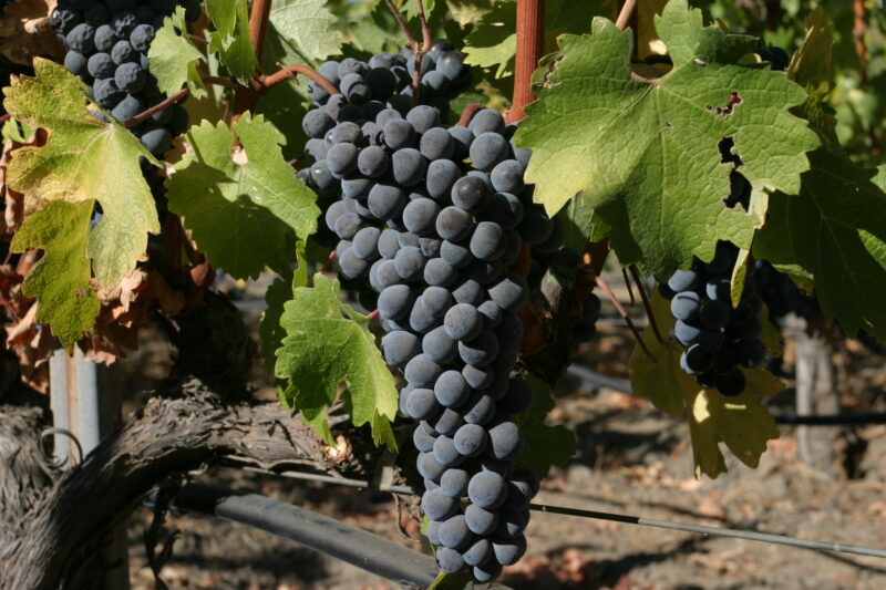 Wine Grapes Ready for Harvest — Scenic, United States, California, USA, Nappa