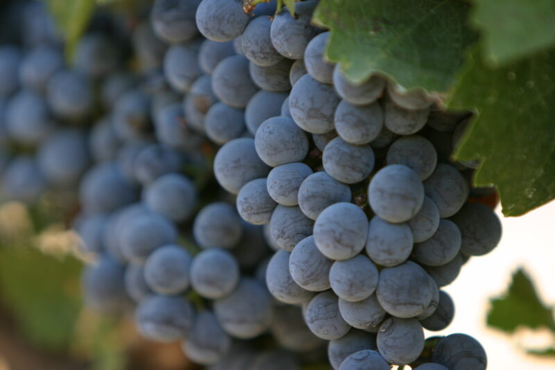 Wine Grapes Ready for Harvest — Scenic, United States, California, USA, Nappa