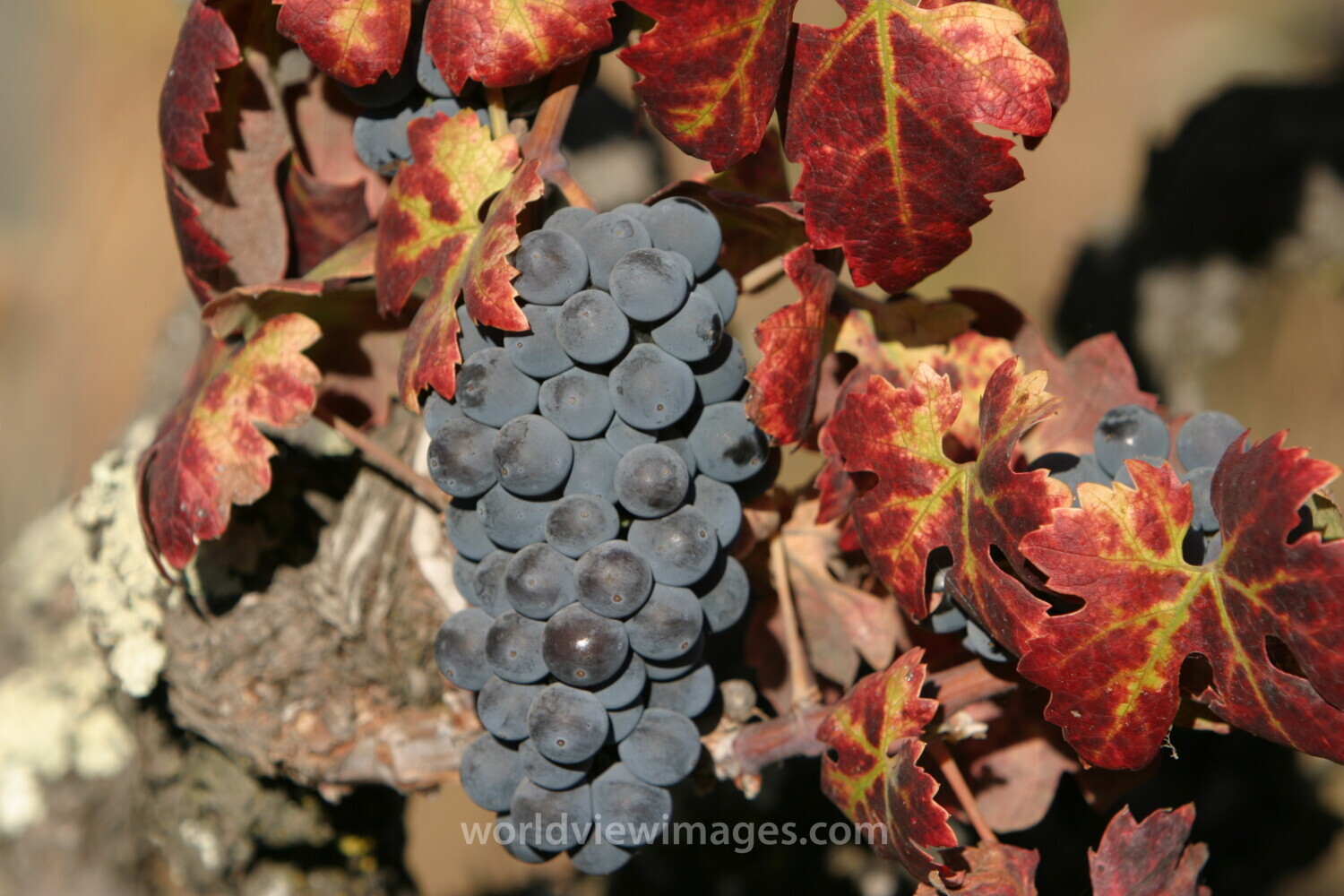 Wine Grapes Ready for Harvest