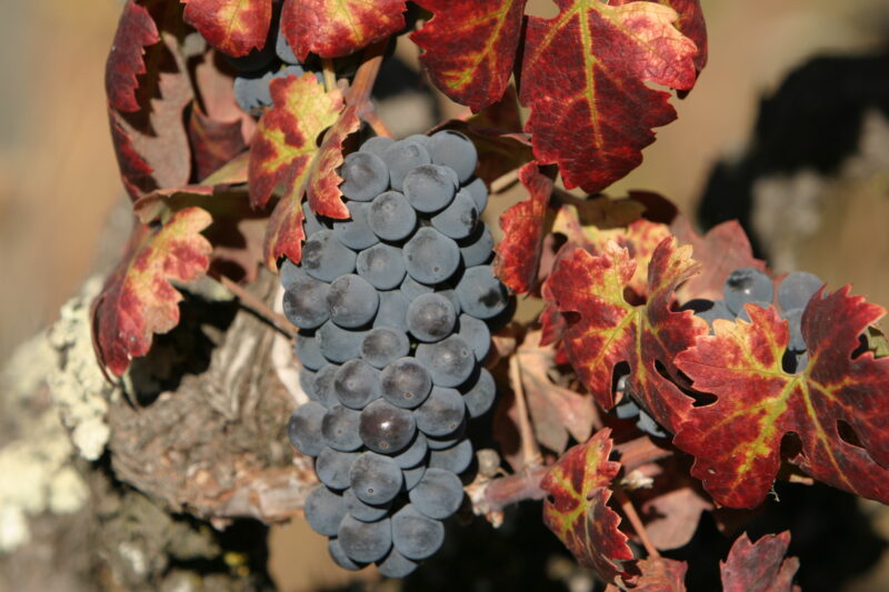 Wine Grapes Ready for Harvest — Scenic, United States, California, USA, Nappa