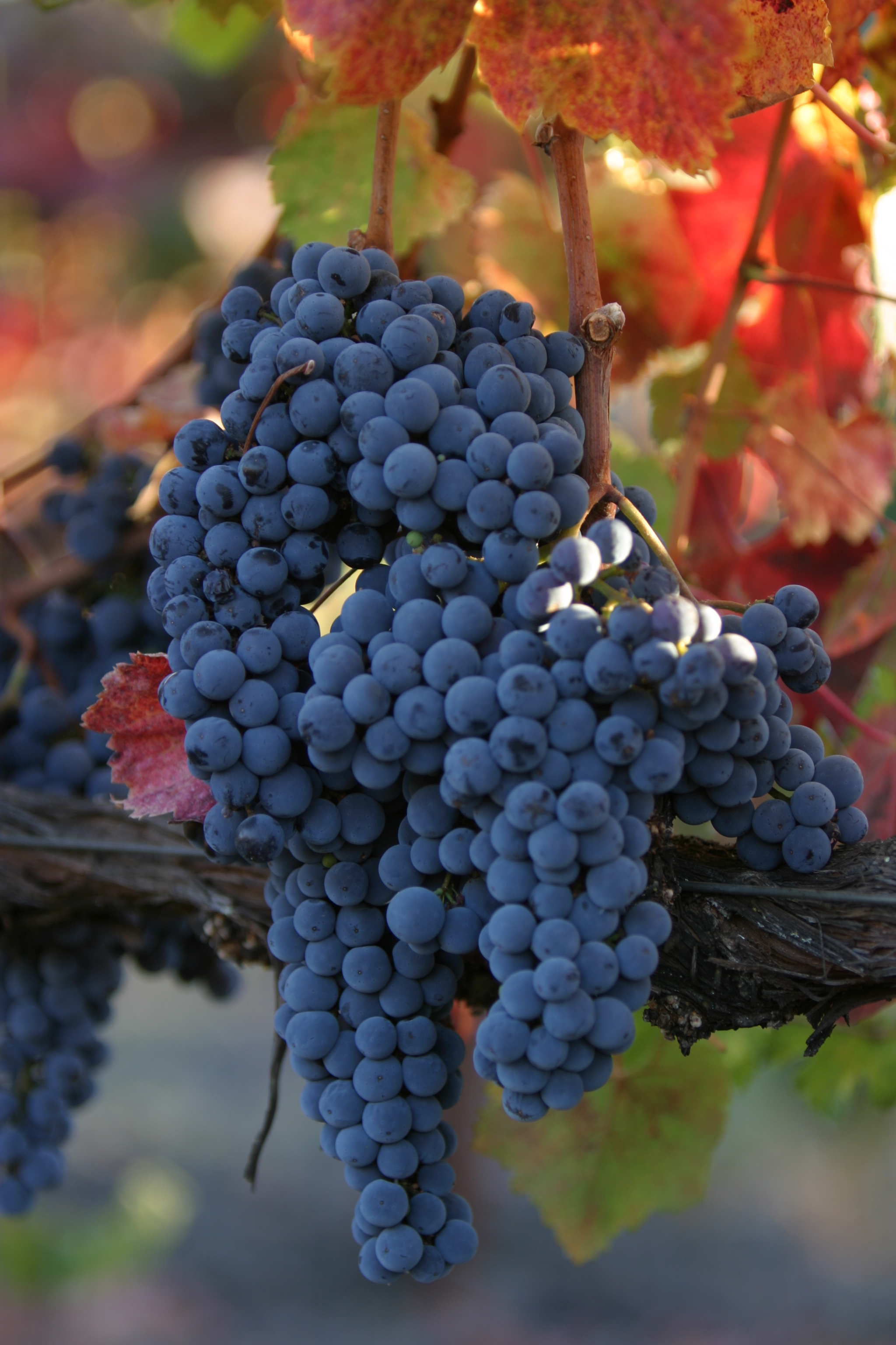 Wine Grapes Ready for Harvest