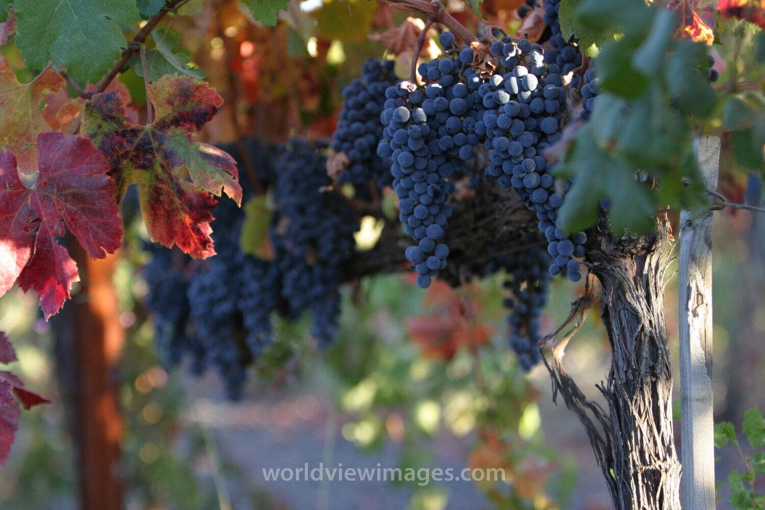 Wine Grapes Ready for Harvest