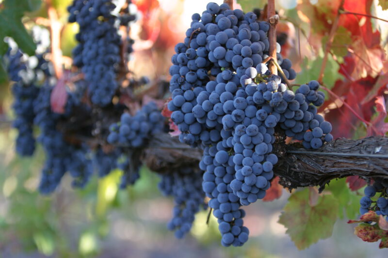 Wine Grapes Ready for Harvest — Scenic, United States, California, USA, Nappa