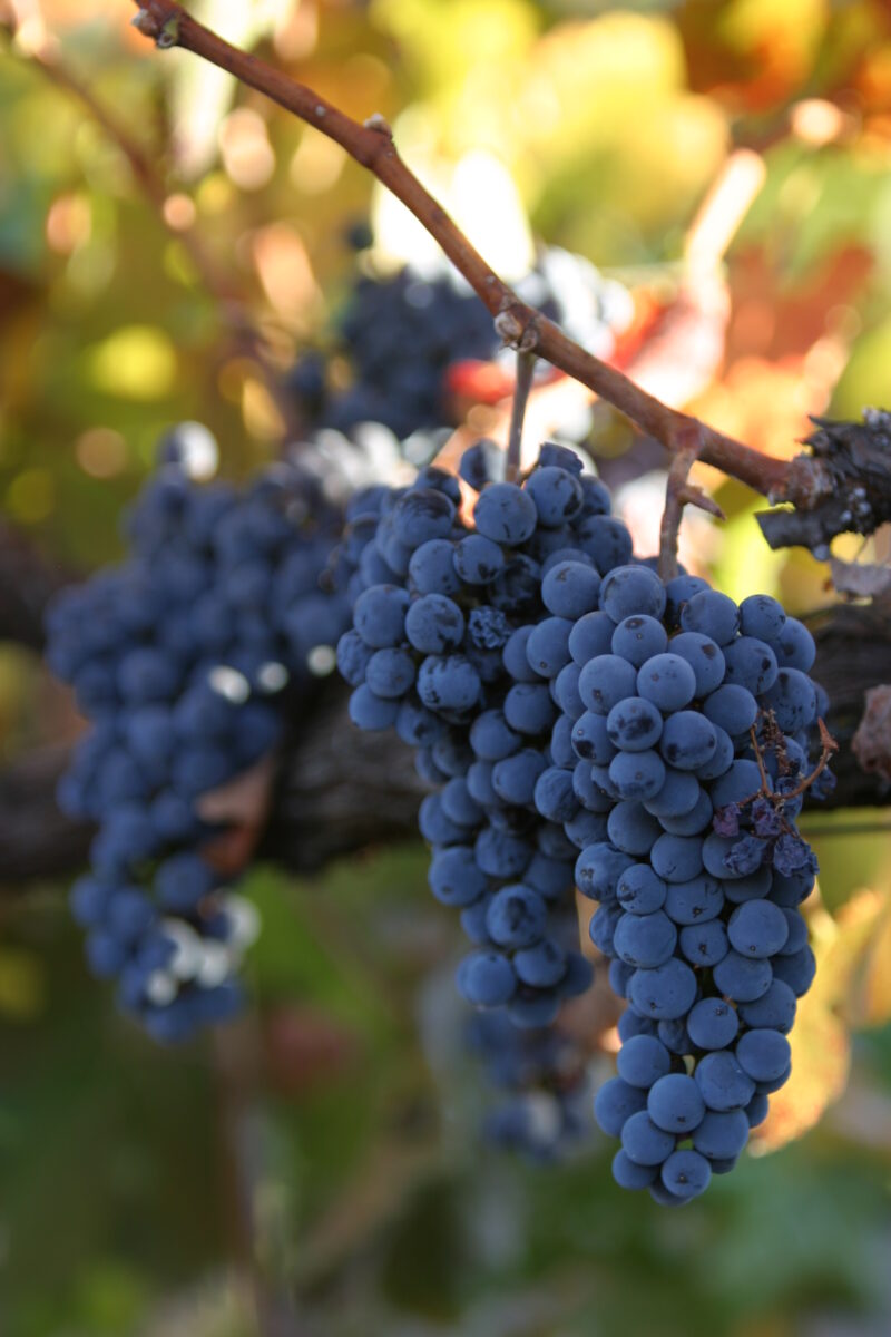 Wine Grapes Ready for Harvest — Scenic, United States, California, USA, Nappa