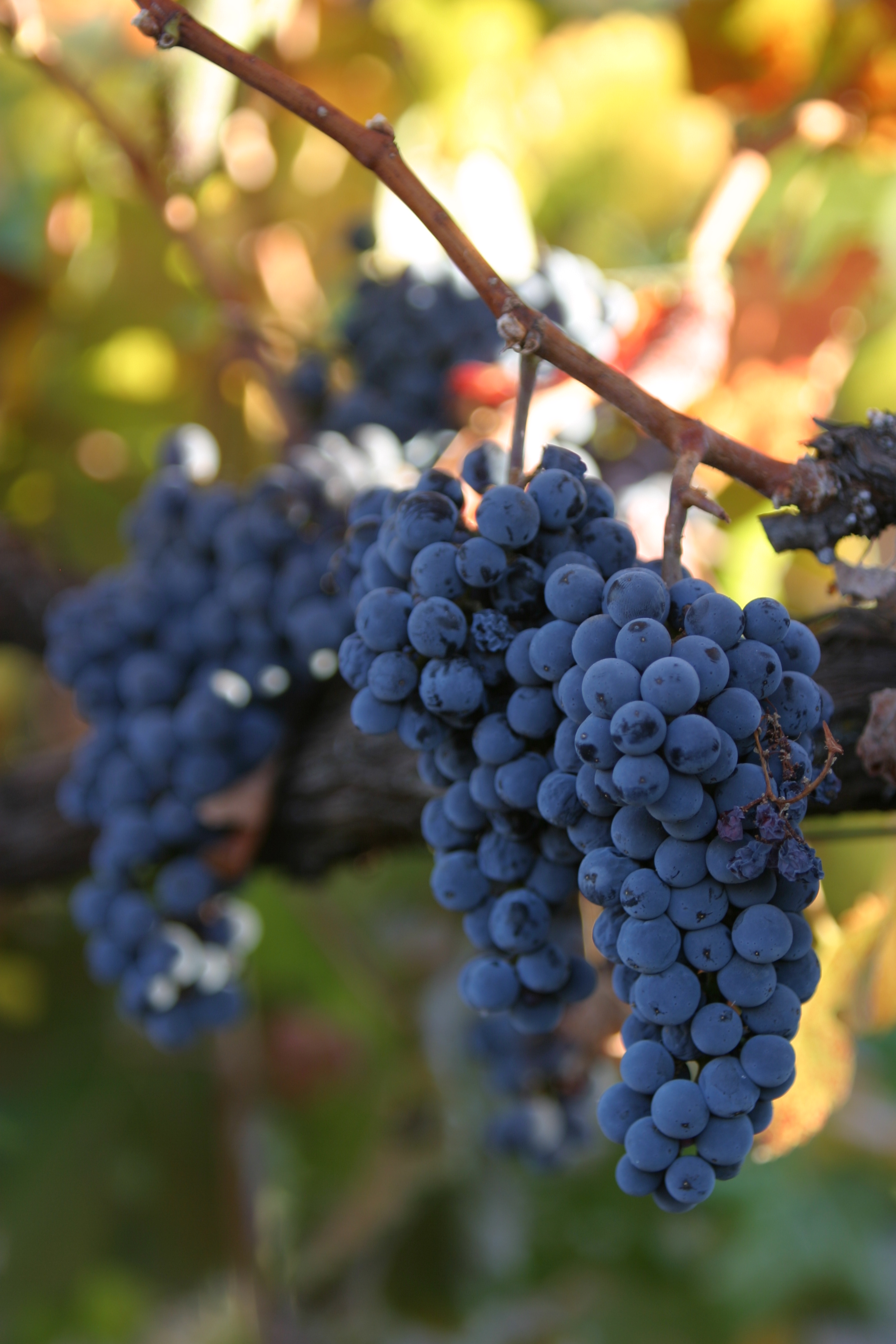 Wine Grapes Ready for Harvest