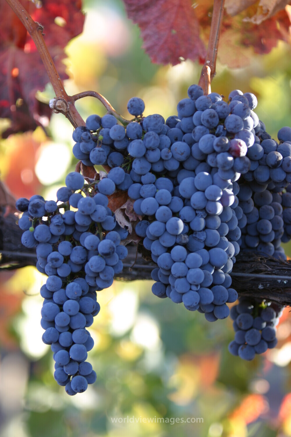 Wine Grapes Ready for Harvest