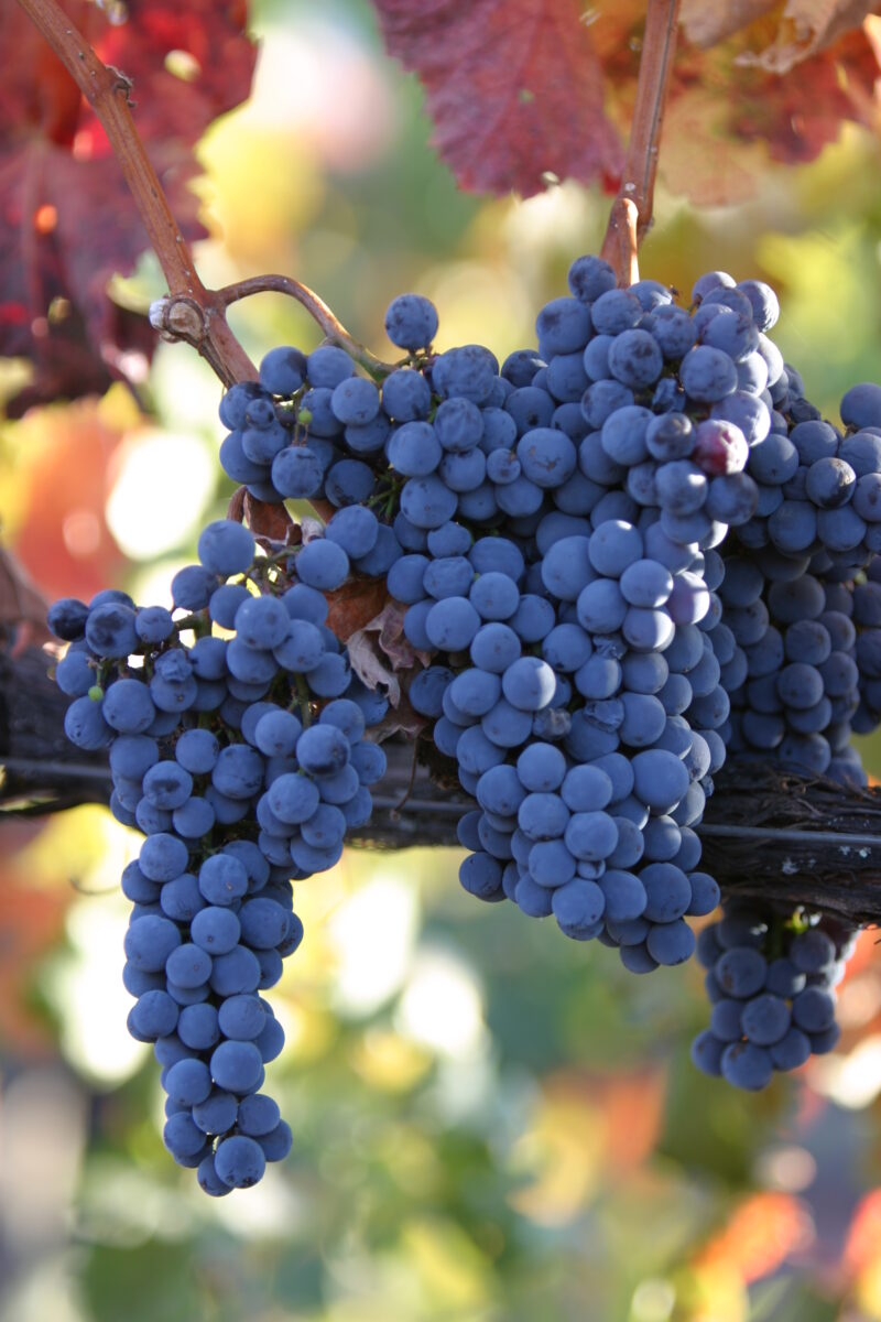 Wine Grapes Ready for Harvest — Scenic, United States, California, USA, Nappa