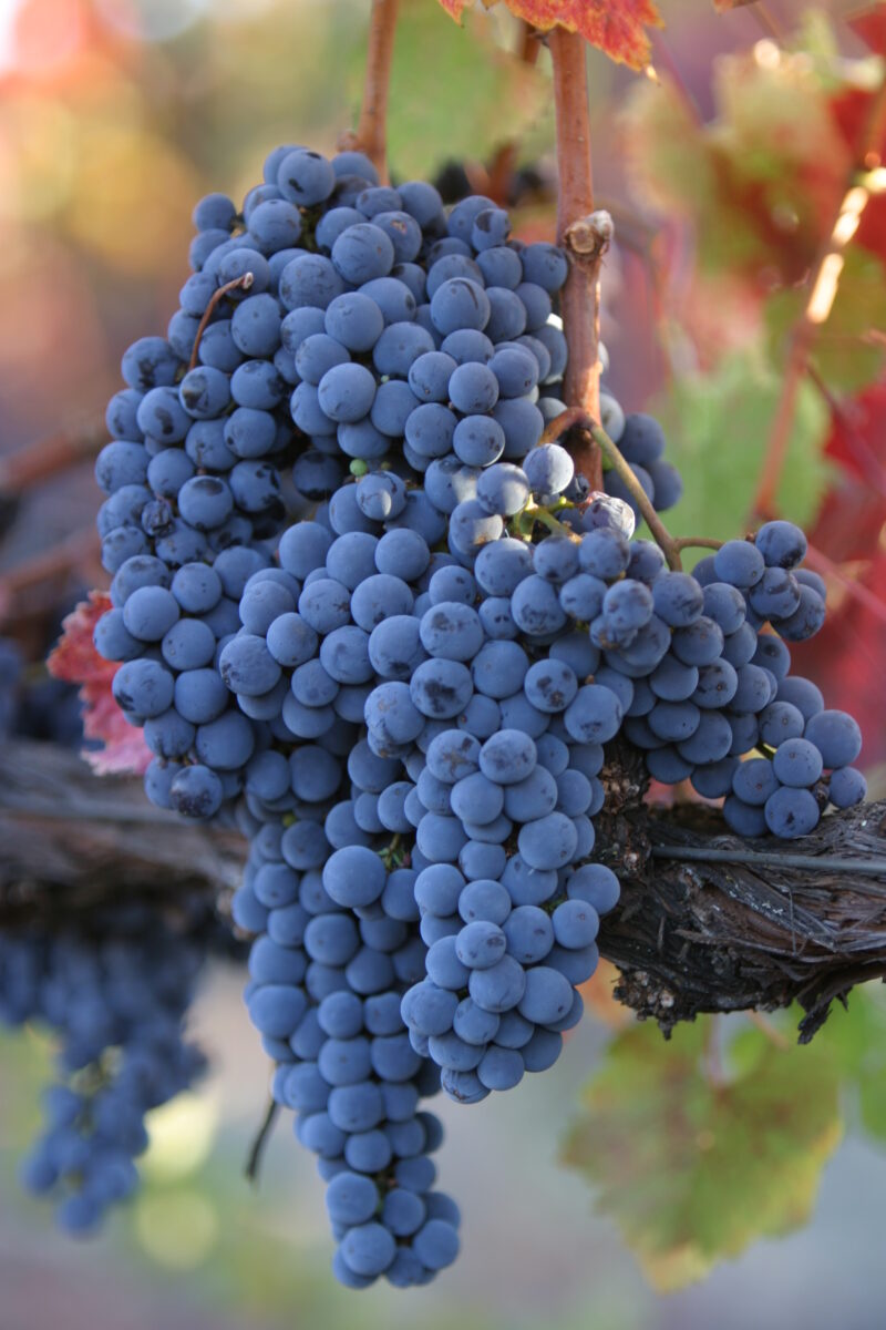 Wine Grapes Ready for Harvest — Scenic, United States, California, USA, Nappa