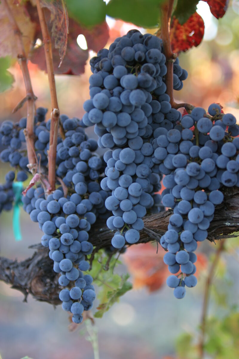 Wine Grapes Ready for Harvest — Scenic, United States, California, USA, Nappa