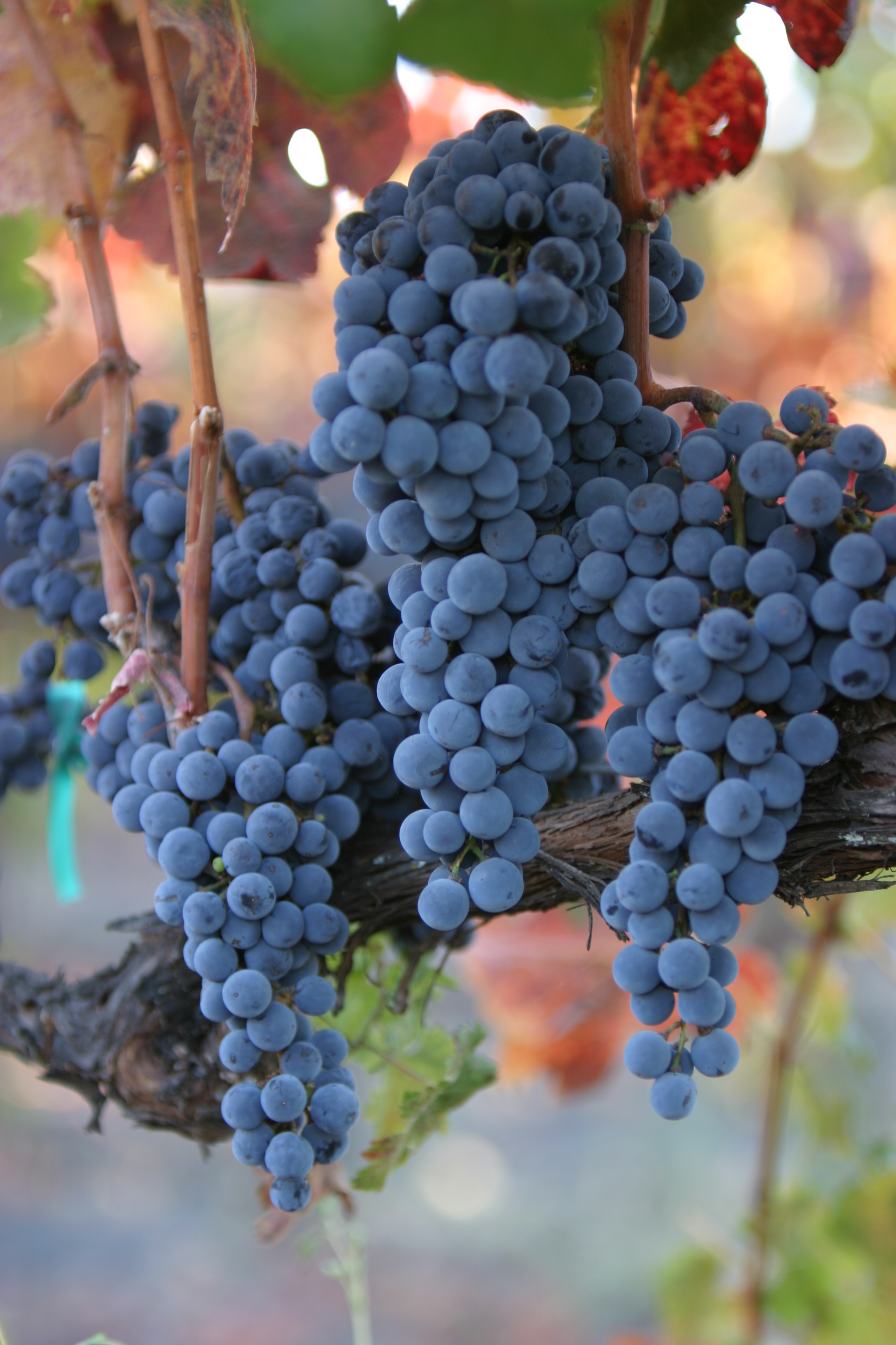 Wine Grapes Ready for Harvest
