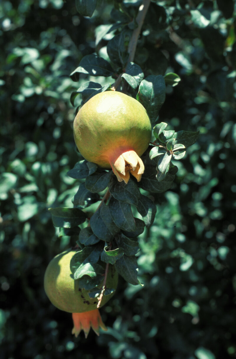 Pomegranates in the Tree — Pomegranates on the tree, in Israel — Jordan, Israel, fruit, tree, trees