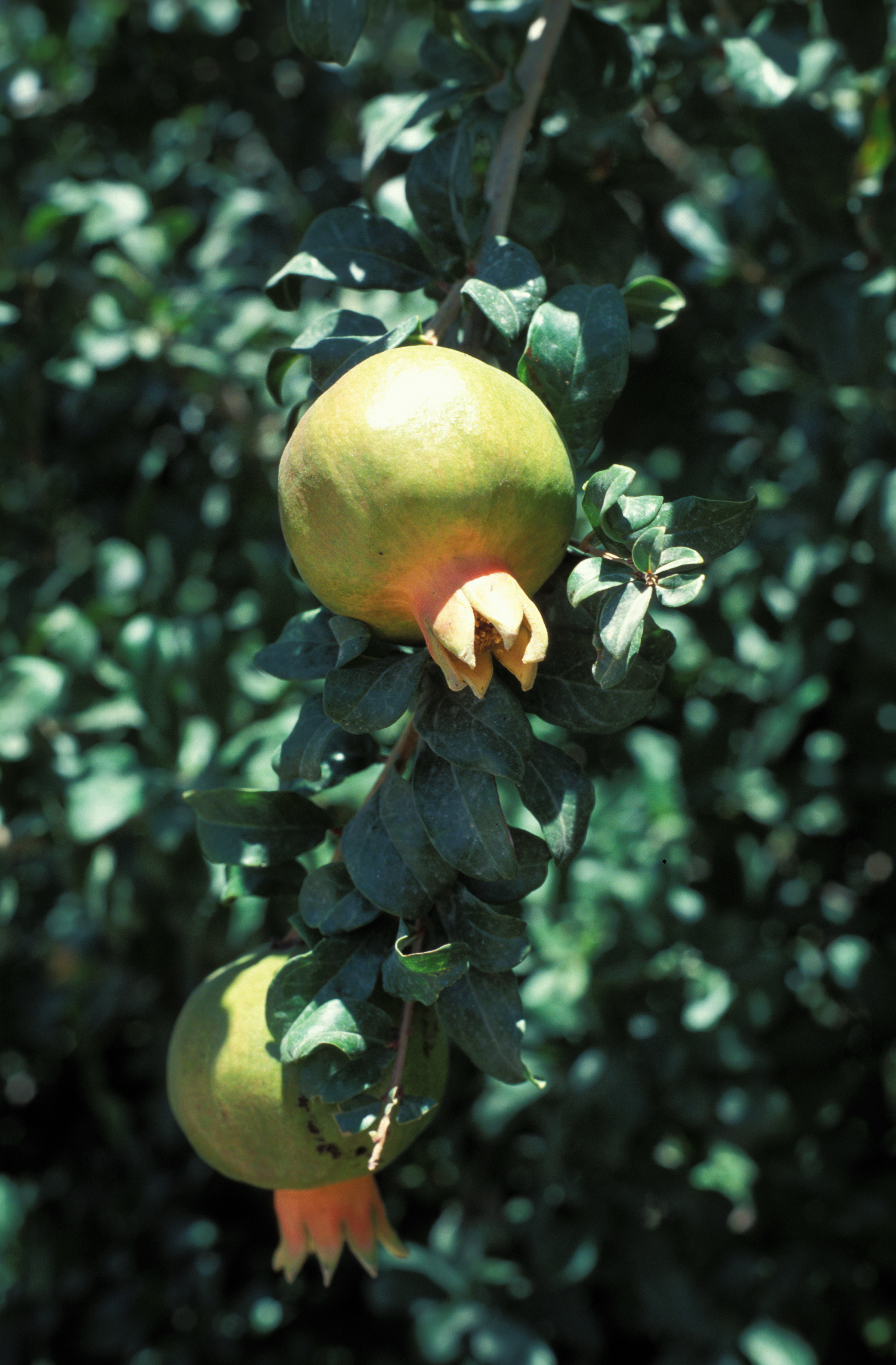 Pomegranates in the Tree