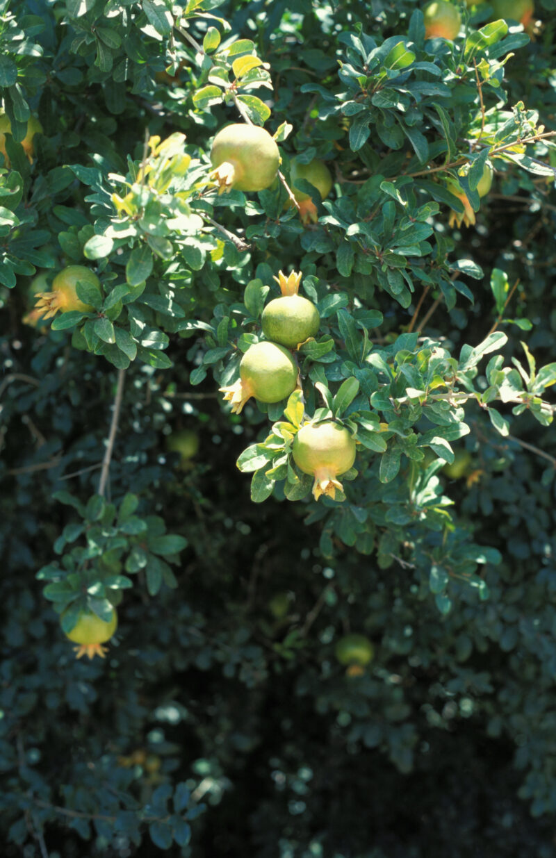 Pomegranates in the Tree — Pomegranates on the tree, in Israel — Jordan, Israel, fruit, tree, trees