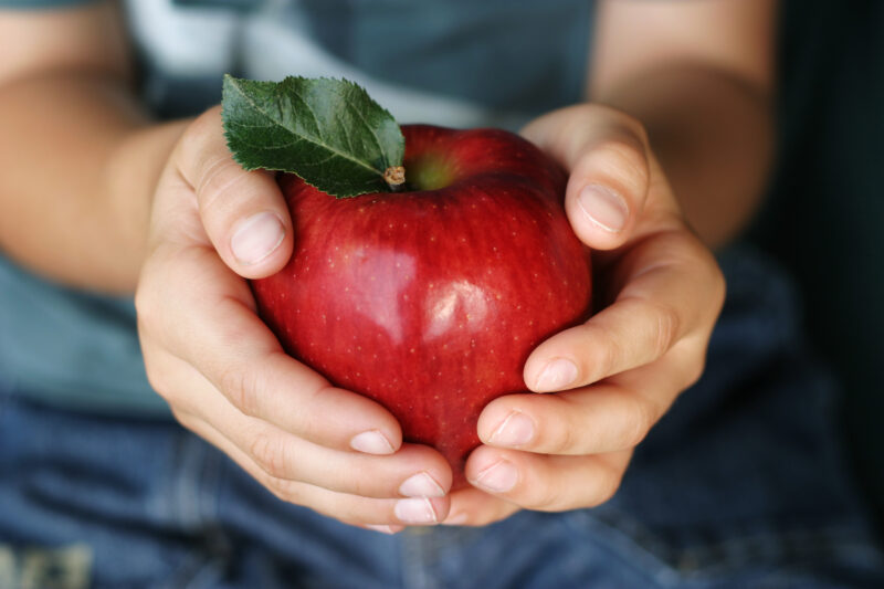 Hands Hold an Apple — Stock image of a boy holding an apple. — apple, Education, Apple for Teacher, hands