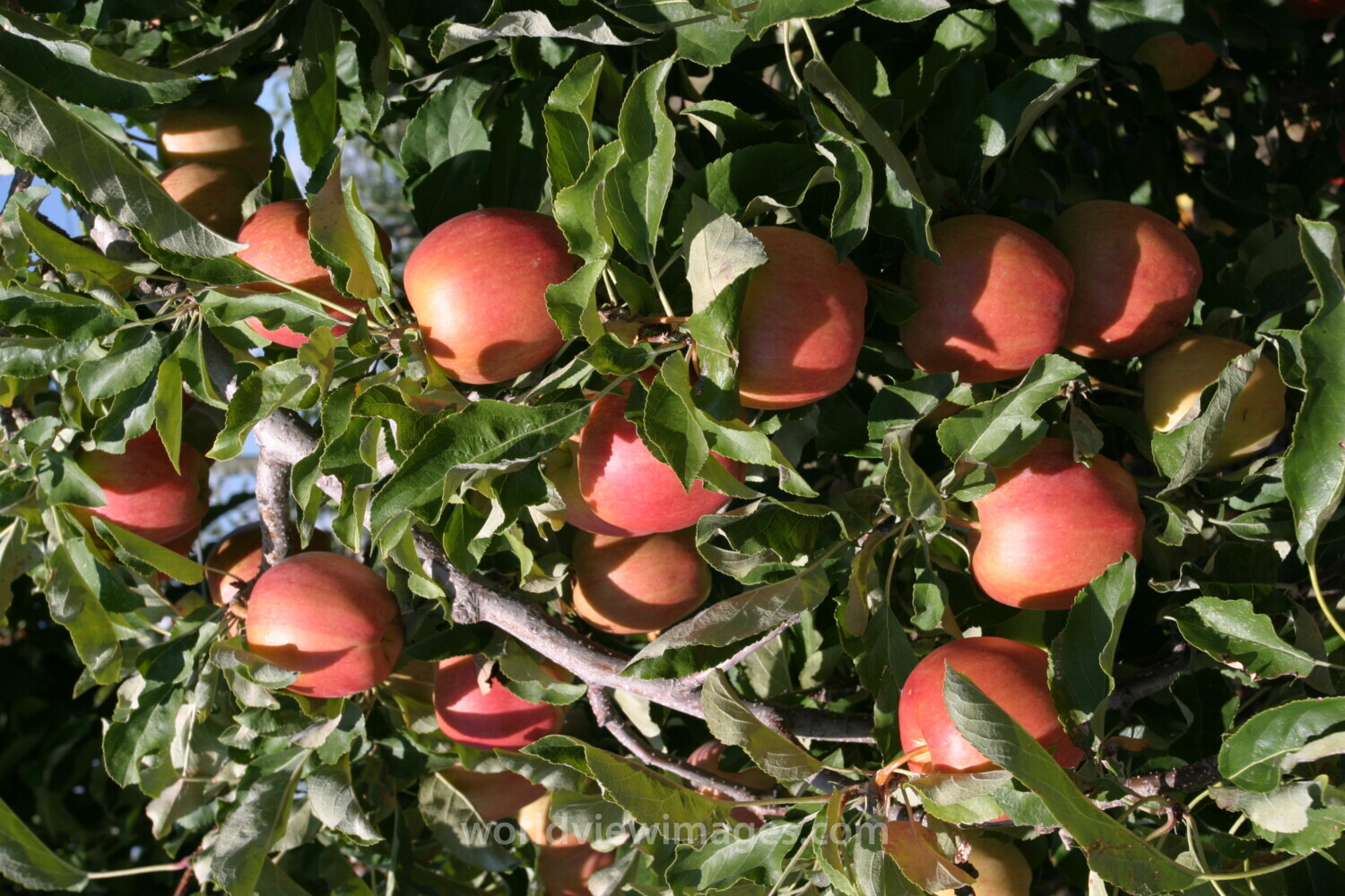 Apples on the Tree Ready for Picking