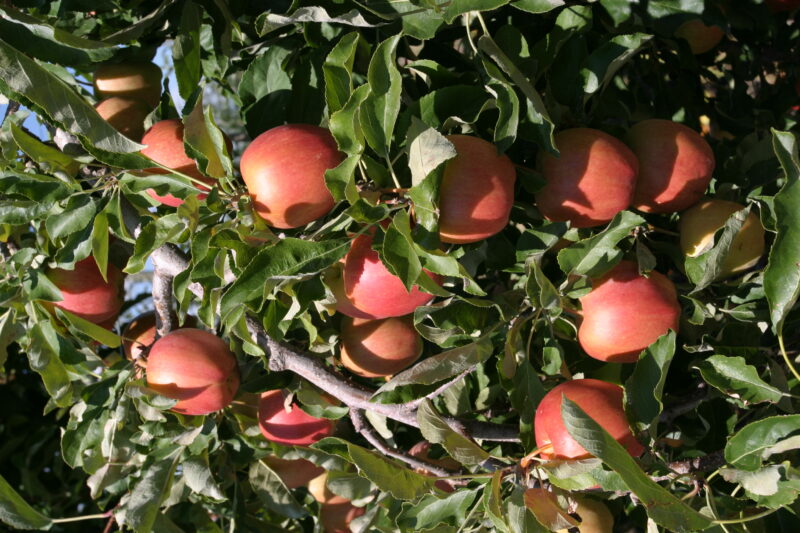 Apples on the Tree Ready for Picking — Apples on the tree, ripe for the picking, (and eating!) — British Columbia, Canada, Okanagan Valley, Agriculture, Fruit