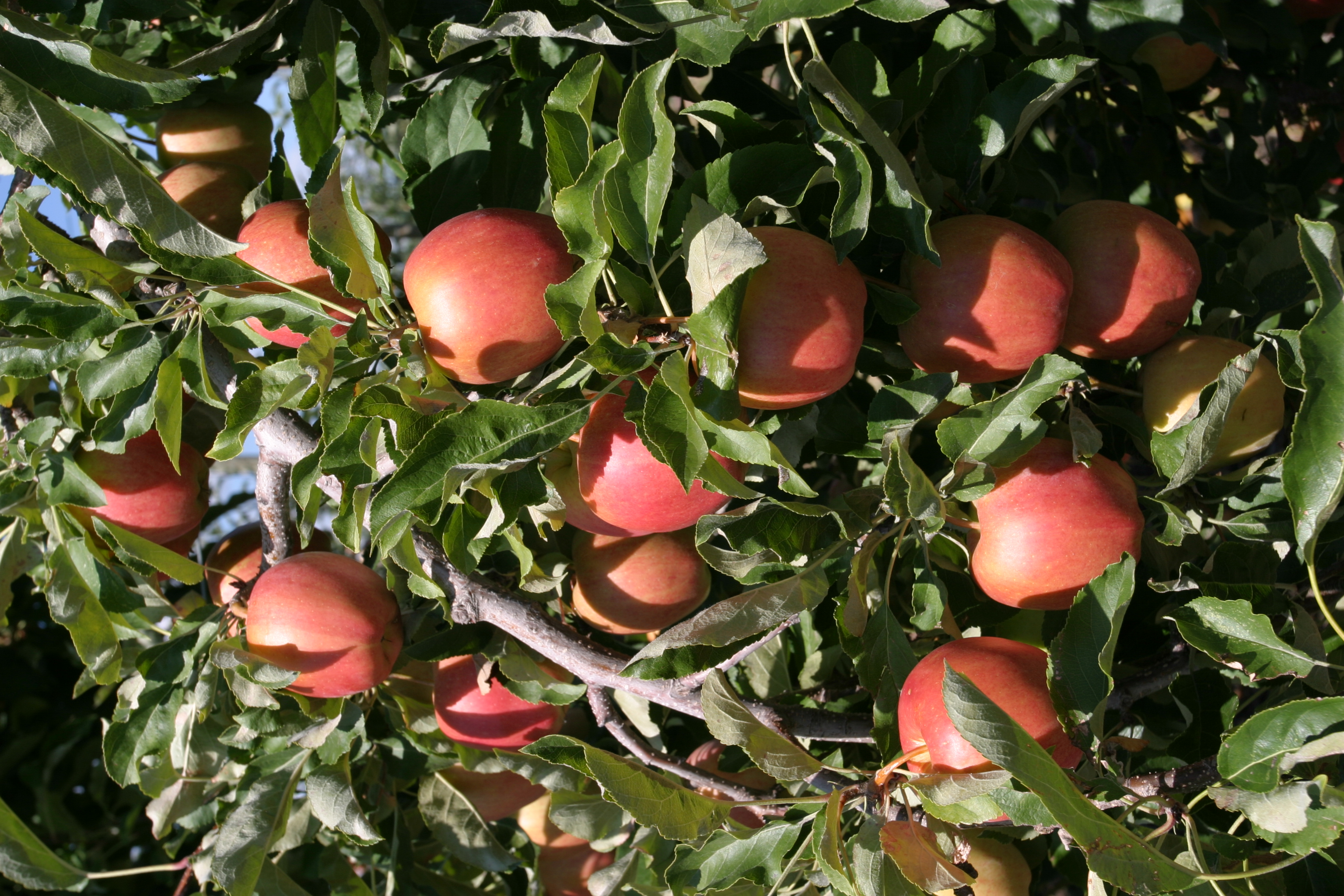 Apples on the Tree Ready for Picking