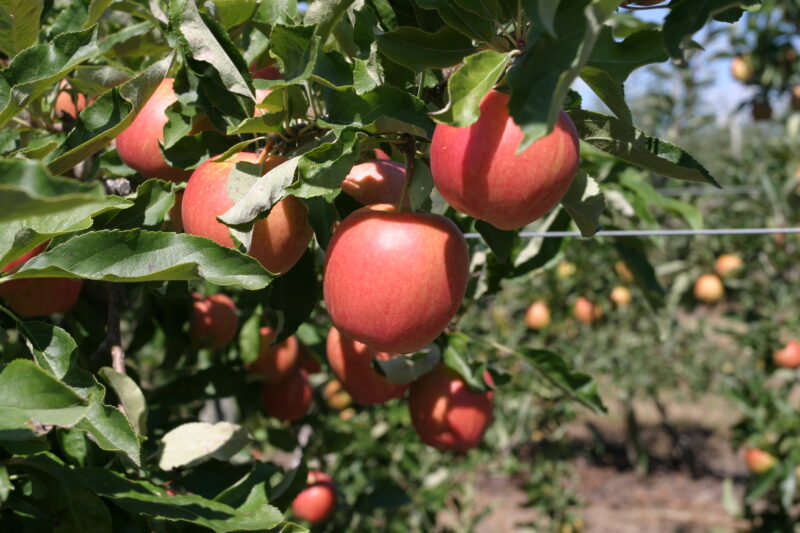 Apples on the Tree Ready for Picking — Apples on the tree, ripe for the picking, (and eating!) — British Columbia, Canada, Okanagan Valley, Agriculture, Fruit
