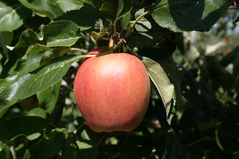 Apples on the Tree Ready for Picking — Apples on the tree, ripe for the picking, (and eating!) — British Columbia, Canada, Okanagan Valley, Agriculture, Fruit