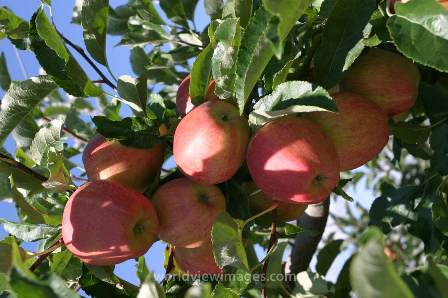 Apples on the Tree Ready for Picking