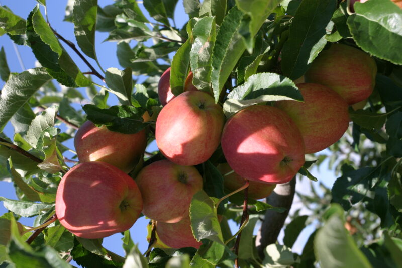 Apples on the Tree Ready for Picking — Apples on the tree, ripe for the picking, (and eating!) — British Columbia, Canada, Okanagan Valley, Agriculture, Fruit
