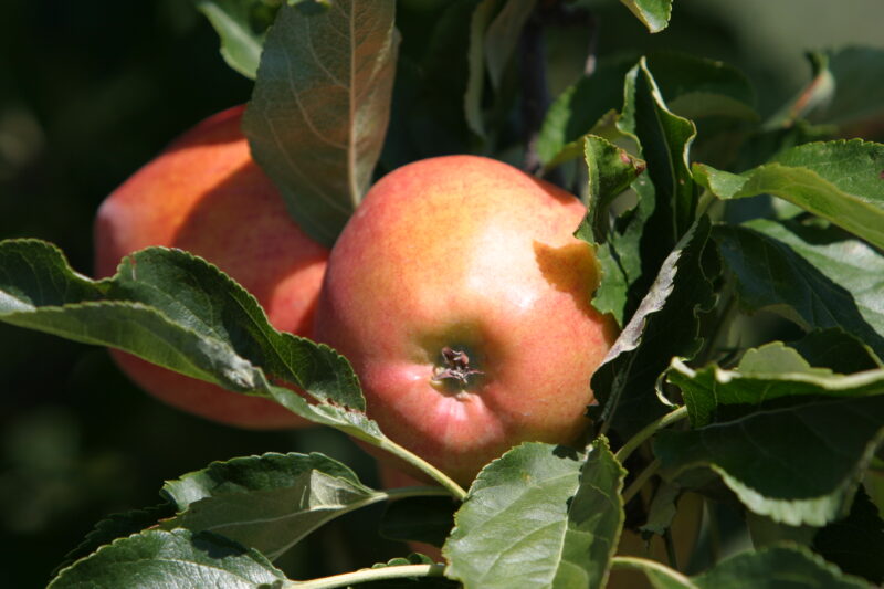 Apples on the Tree Ready for Picking — Apples on the tree, ripe for the picking, (and eating!) — British Columbia, Canada, Okanagan Valley, Agriculture, Fruit