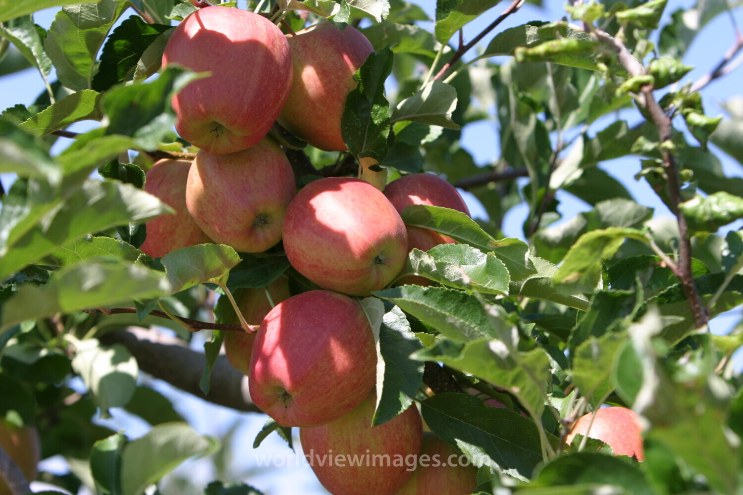 Apples on the Tree Ready for Picking