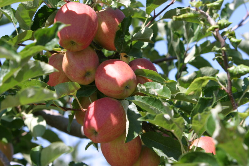 Apples on the Tree Ready for Picking — Apples on the tree, ripe for the picking, (and eating!) — British Columbia, Canada, Okanagan Valley, Agriculture, Fruit