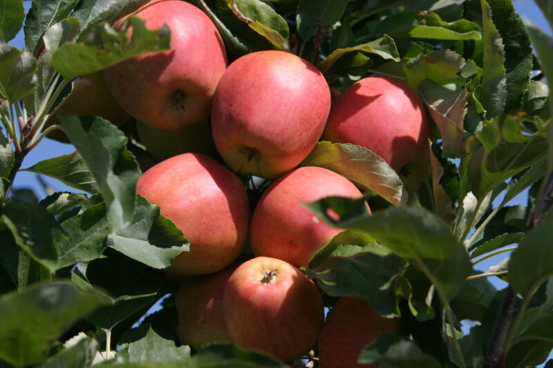 Apples on the Tree Ready for Picking — Apples on the tree, ripe for the picking, (and eating!) — British Columbia, Canada, Okanagan Valley, Agriculture, Fruit