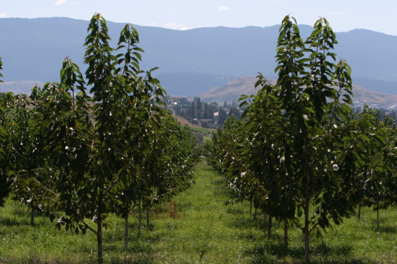 WVI_008161 — British Columbia, Canada, Okanagan Valley, Agriculture, Corn