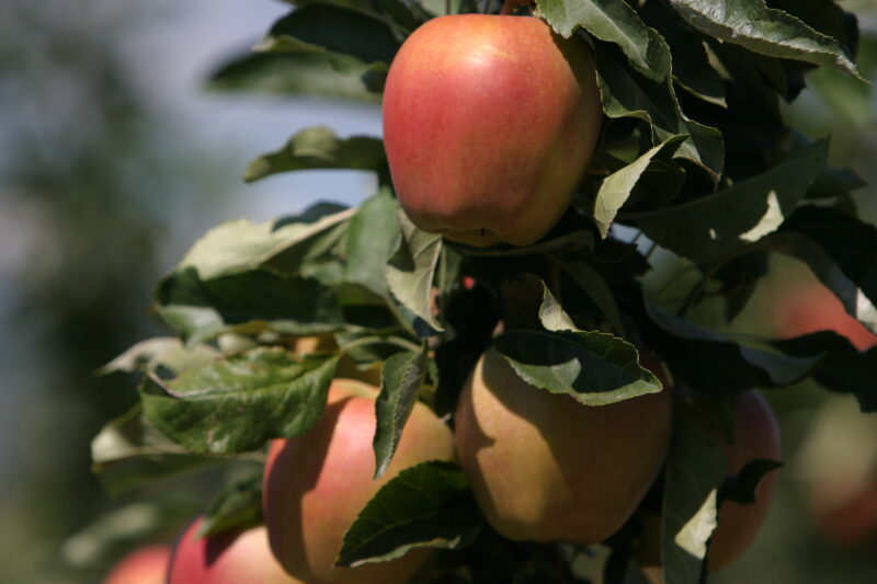 Apples on the Tree Ready for Picking — Apples on the tree, ripe for the picking, (and eating!) — British Columbia, Canada, Okanagan Valley, Agriculture, Fruit