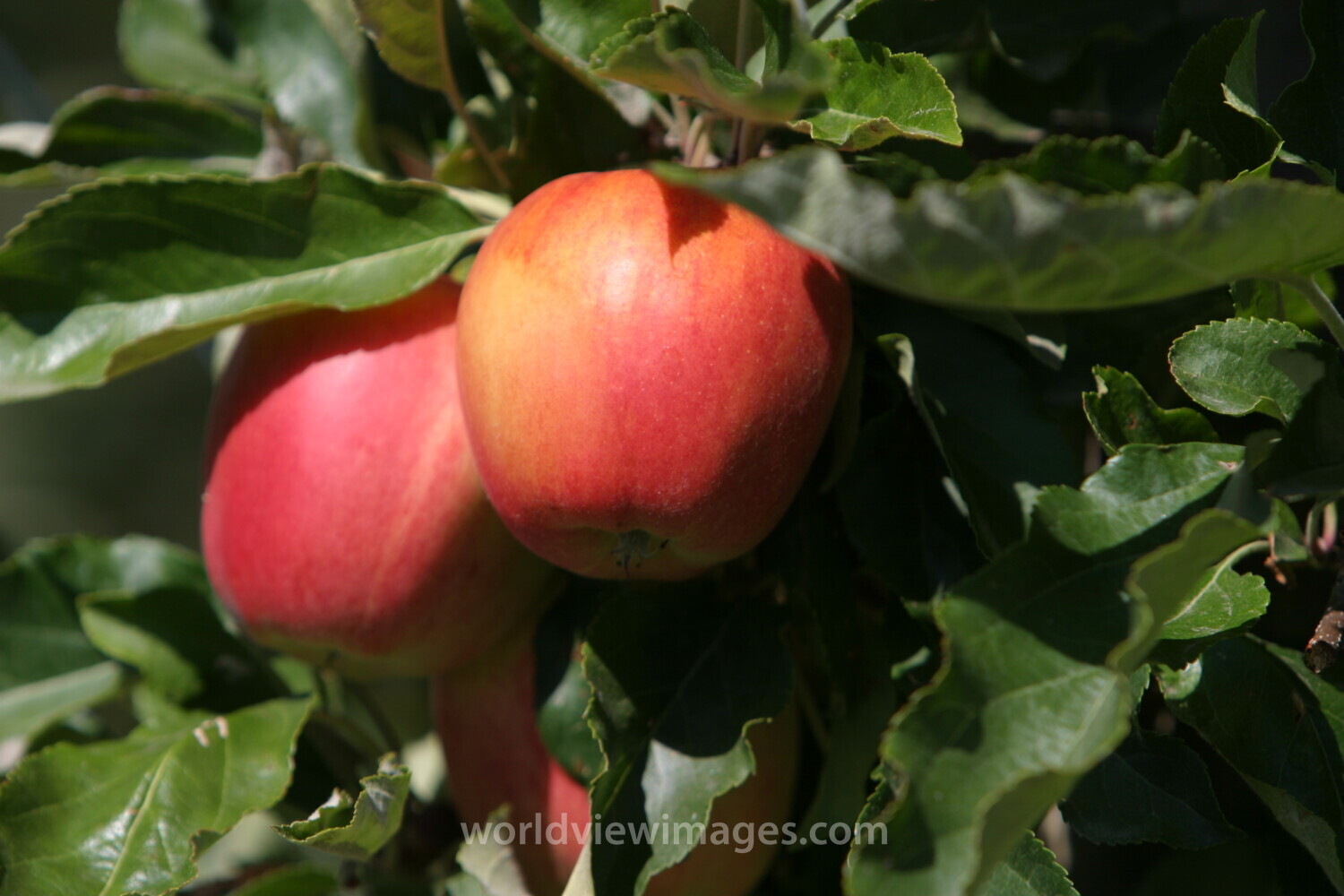 Apples on the Tree Ready for Picking