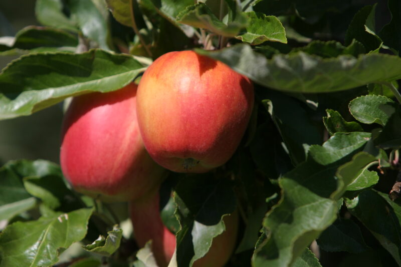 Apples on the Tree Ready for Picking — Apples on the tree, ripe for the picking, (and eating!) — British Columbia, Canada, Okanagan Valley, Agriculture, Fruit
