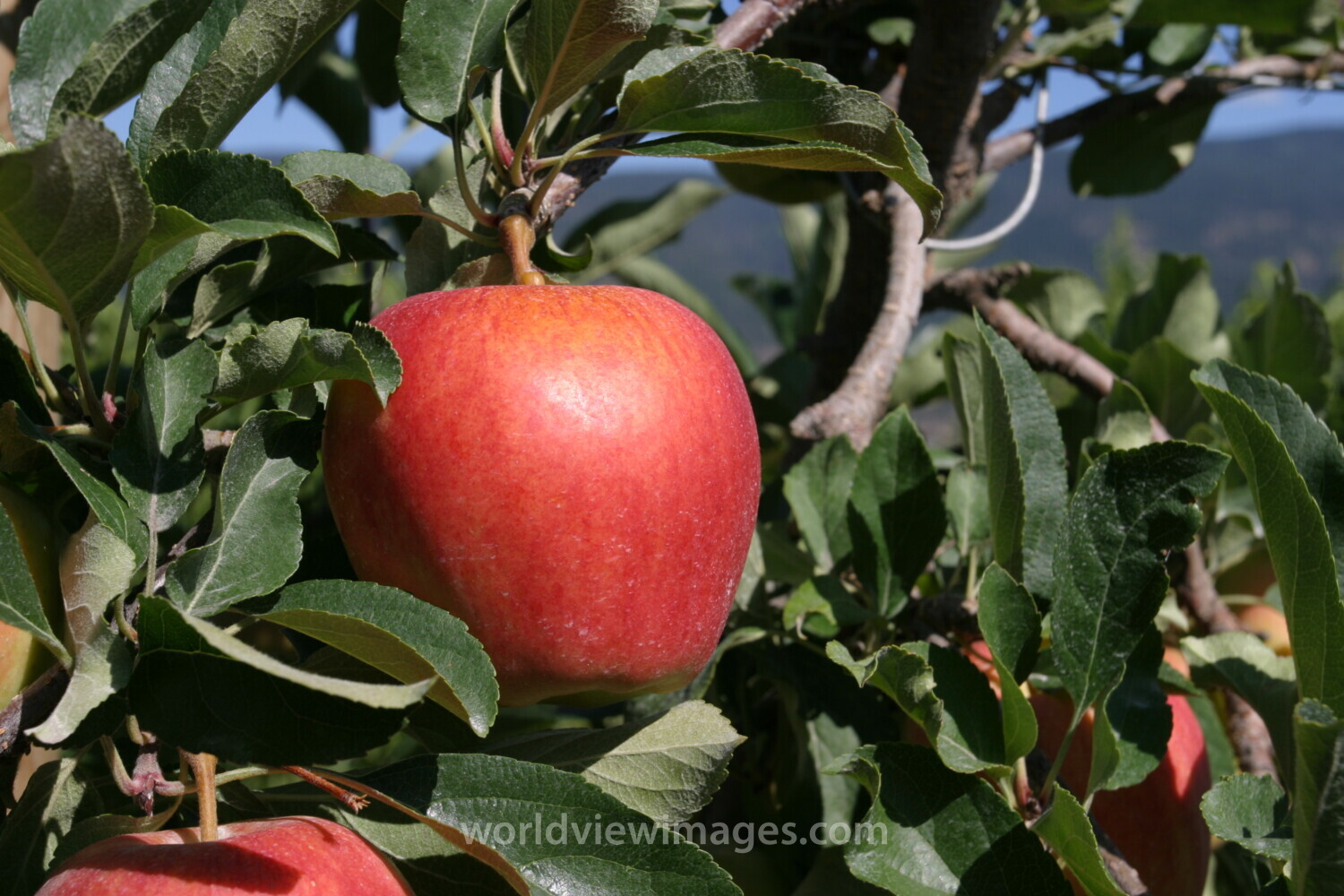 Apples on the Tree Ready for Picking