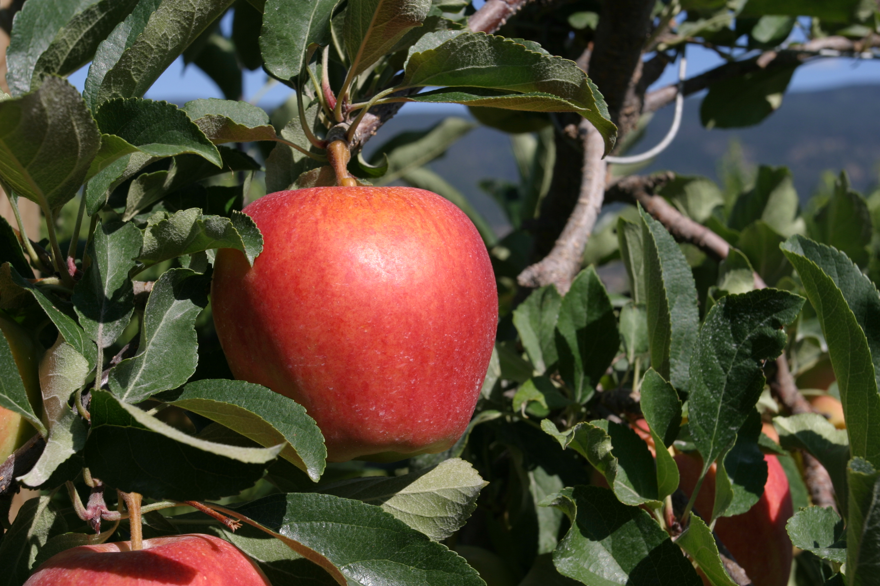 Apples on the Tree Ready for Picking