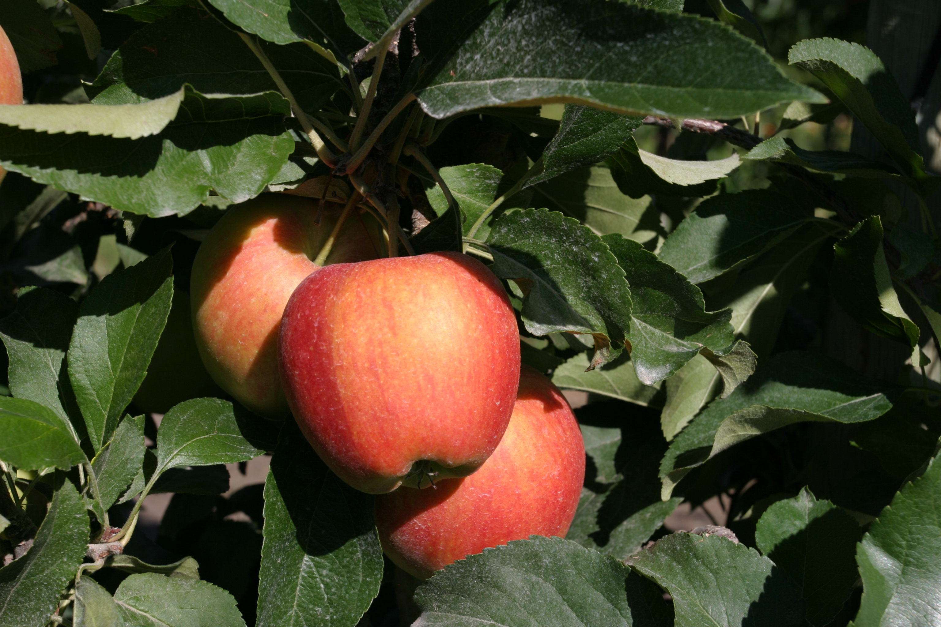 Apples on the Tree Ready for Picking