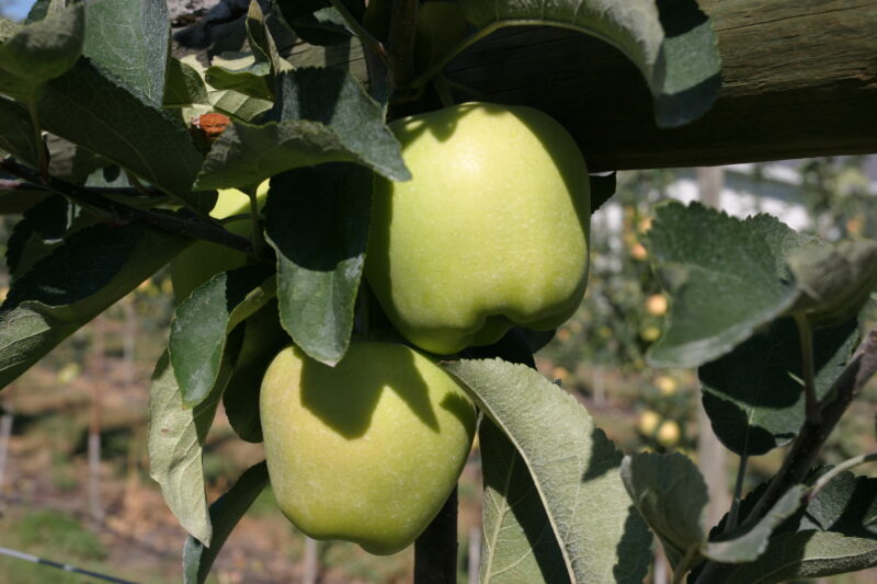 Apples on the Tree Ready for Picking — British Columbia, Canada, Okanagan Valley, Agriculture, Fruit