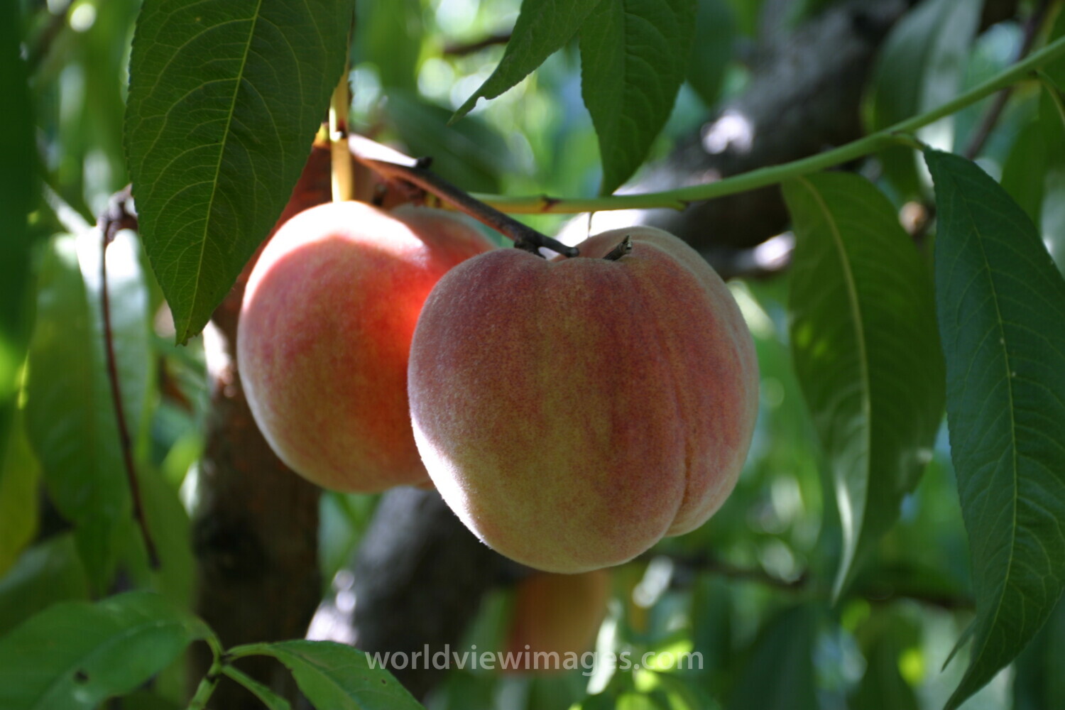 Peaches on the Tree
