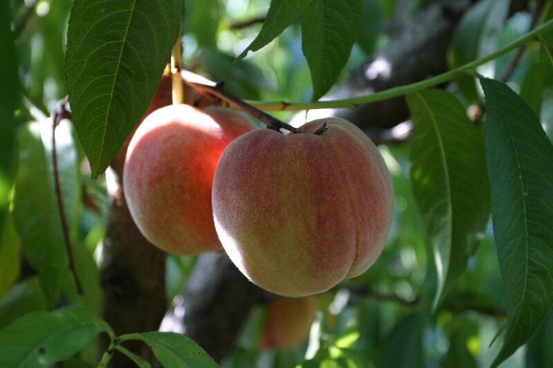 Peaches on the Tree — Peaches ready for picking in British Columbia, Canada — British Columbia, Canada, Okanagan Valley, Agriculture, Fruit