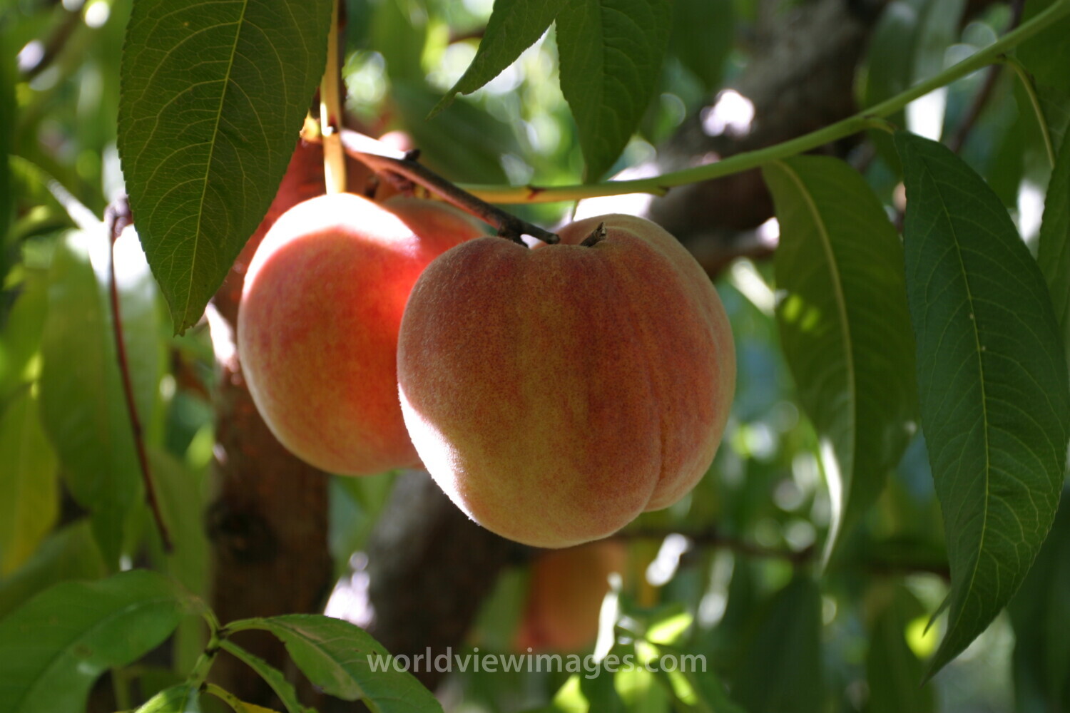 Peaches on the Tree
