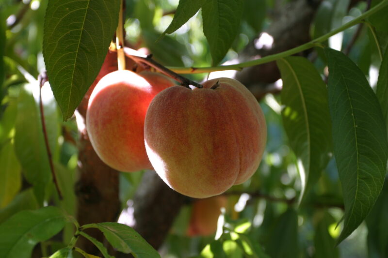 Peaches on the Tree — Peaches ready for picking in British Columbia, Canada — British Columbia, Canada, Okanagan Valley, Agriculture, Fruit