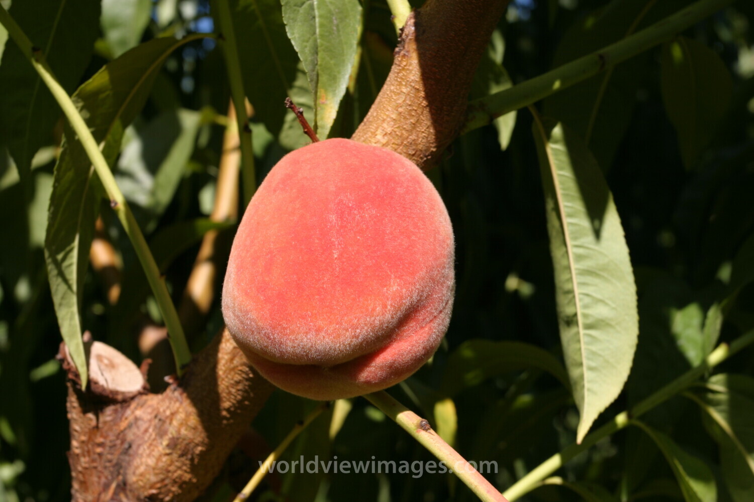 Peaches on the Tree