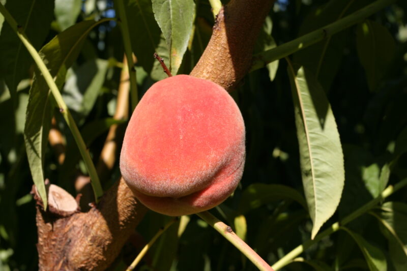 Peaches on the Tree — Peaches ready for picking in British Columbia, Canada — British Columbia, Canada, Okanagan Valley, Agriculture, Fruit