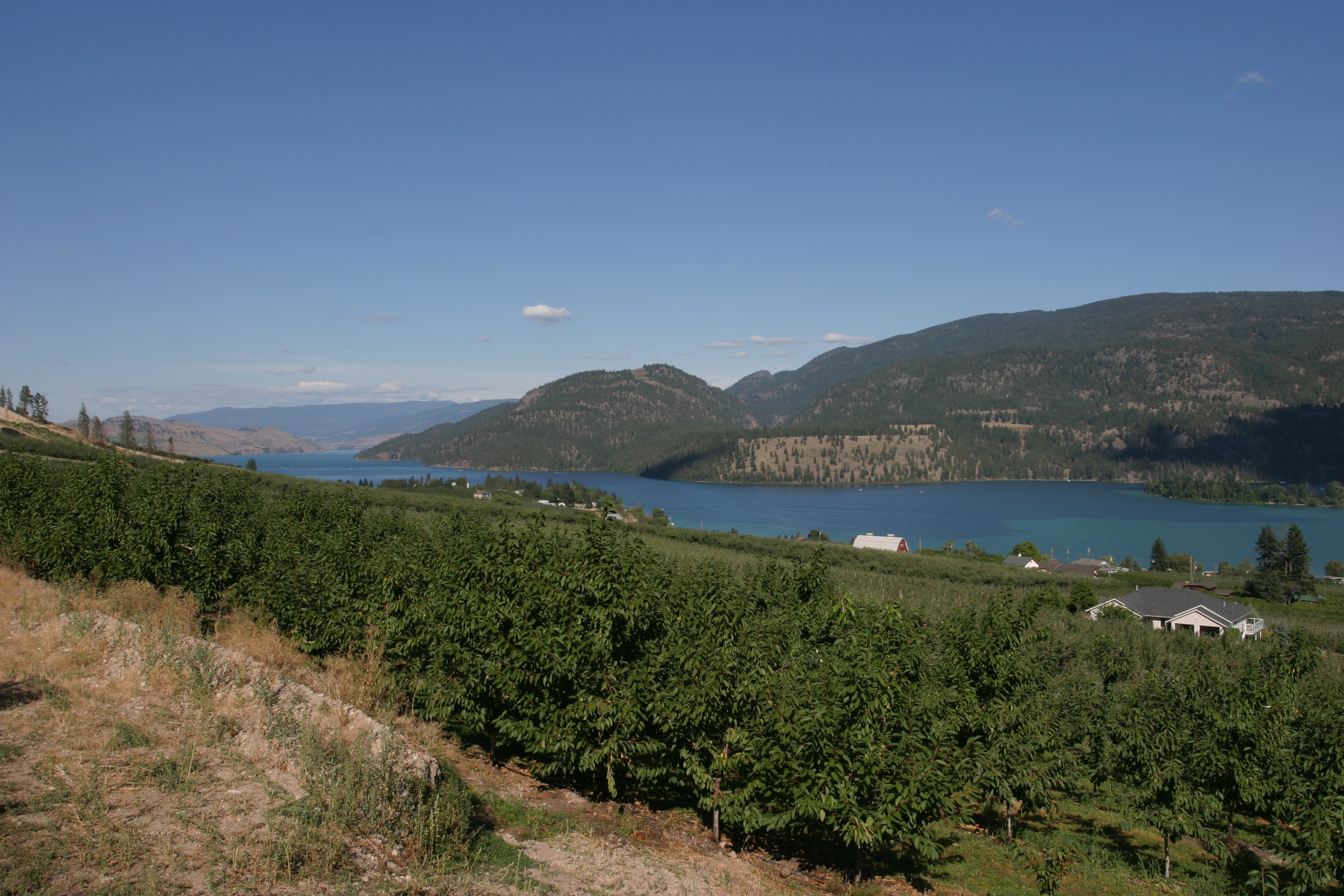 Apple Orchard in British Columbia
