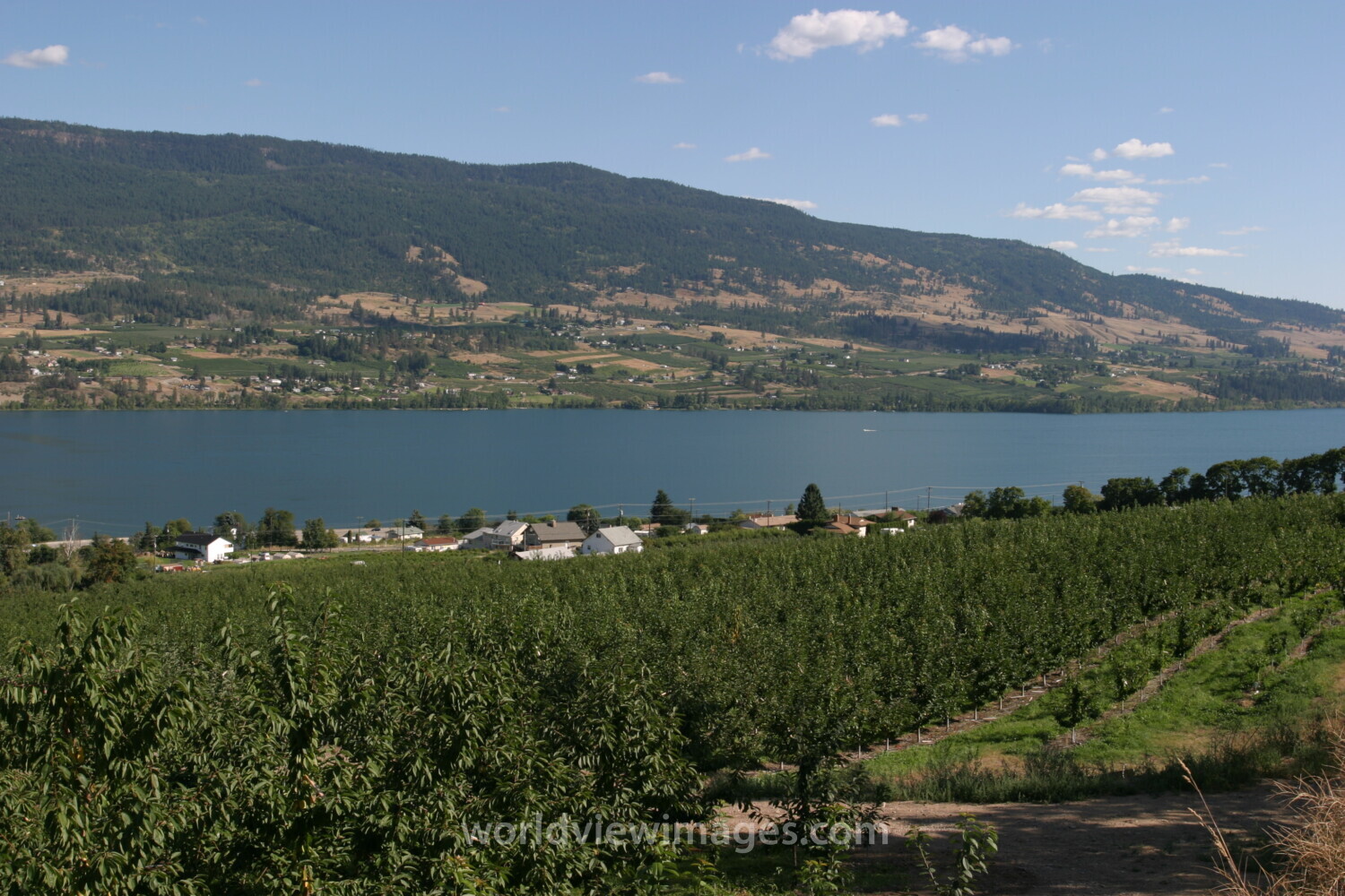 Apple Orchard in British Columbia