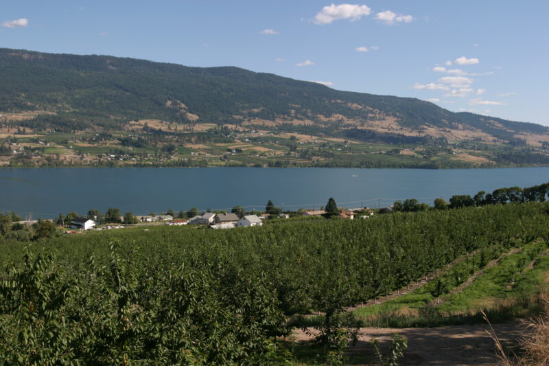 Apple Orchard in British Columbia — British Columbia, Canada, Okanagan Valley, Agriculture, Corn