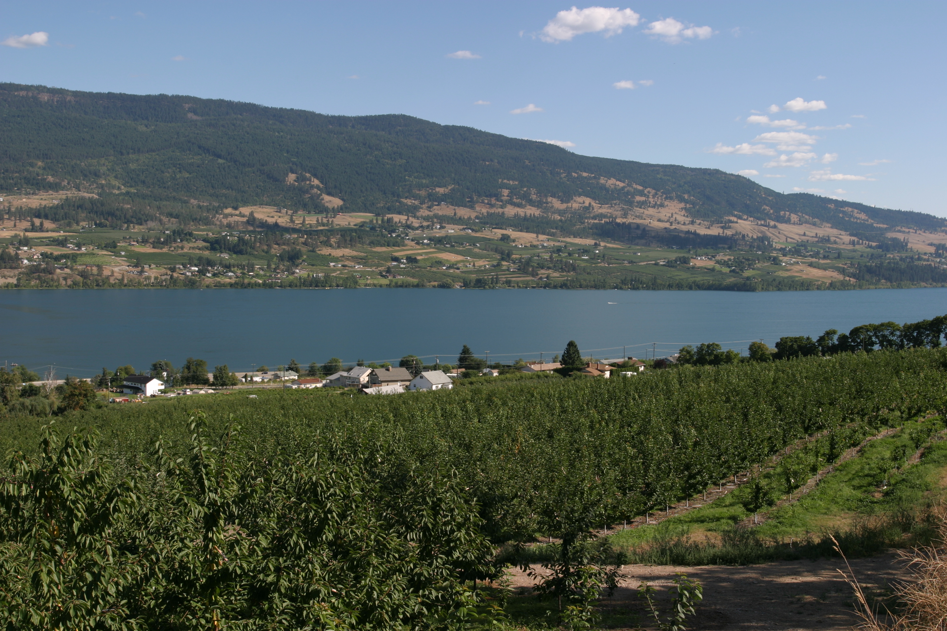 Apple Orchard in British Columbia