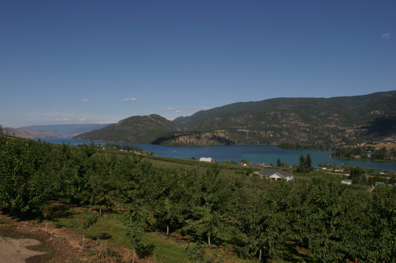 Apple Orchard in British Columbia — British Columbia, Canada, Okanagan Valley, Agriculture, Corn